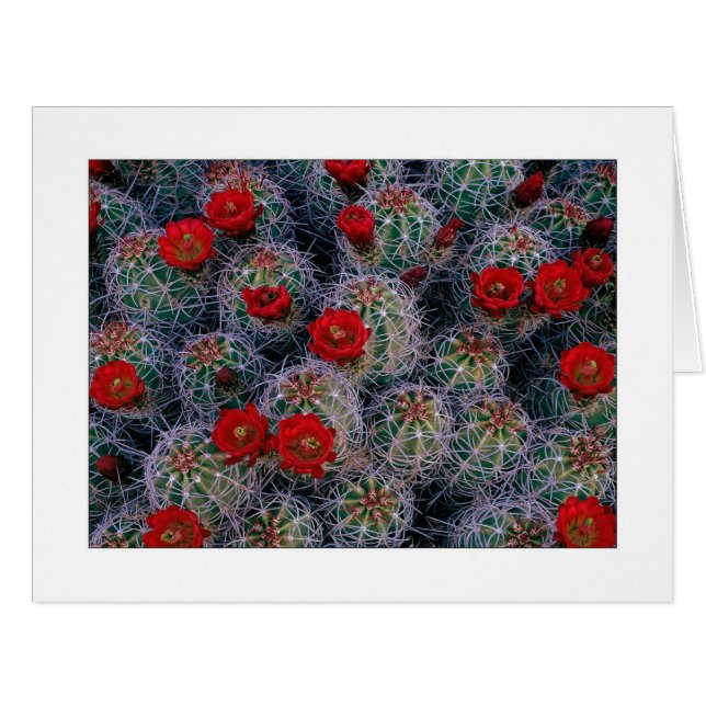 "A Desert Rose Garden" Cards (Front Horizontal)