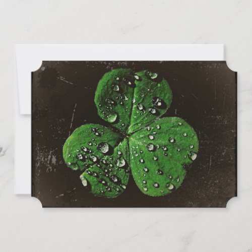 A Dew Covered Shamrock Postcard