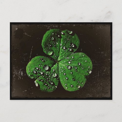 A Dew Covered Shamrock Postcard