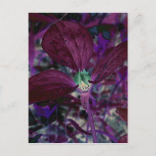 A Different Trillium Postcard