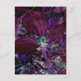 A Different Trillium Postcard