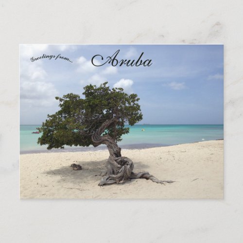 A Divi Divi Tree on Eagle Beach in Aruba Postcard