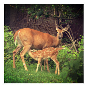 A doe and her fawn  acrylic print