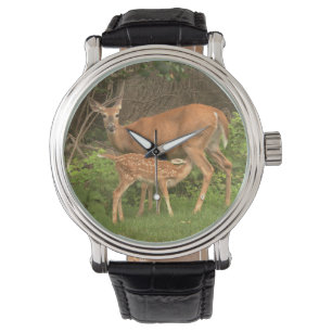 A doe and her fawn watch