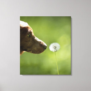 A dog and a dandelion. canvas print