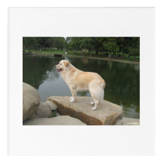 A Dog At A Pond Acrylic Print