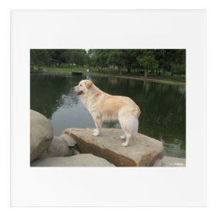 A Dog At A Pond Acrylic Print