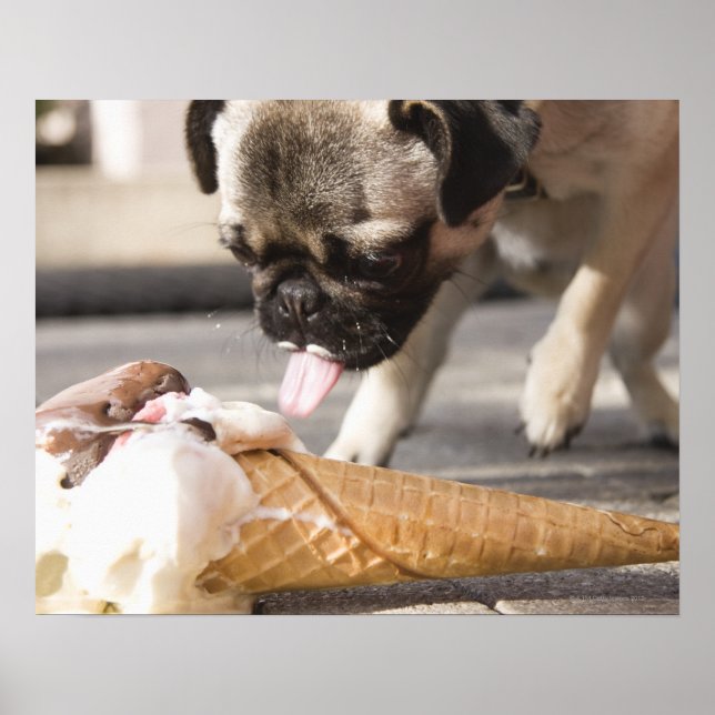 A dog eating an ice cream from a pavement poster (Front)