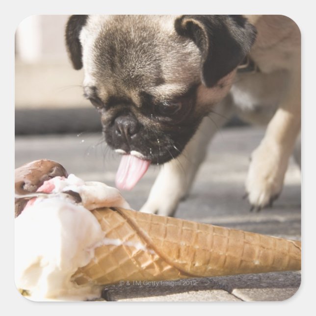 A dog eating an ice cream from a pavement square sticker (Front)