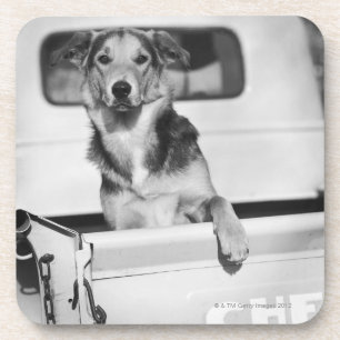 A dog in a car. drink coaster