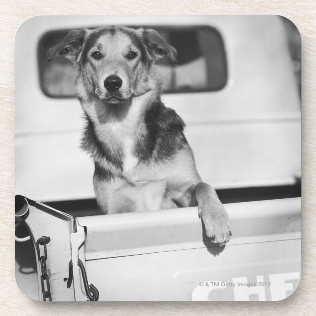 A dog in a car. drink coaster (Front)
