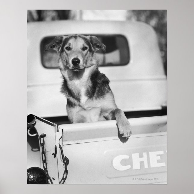 A dog in a car. poster (Front)