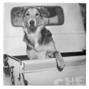 A dog in a car. tile
