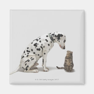 A dog looking at a cat magnet