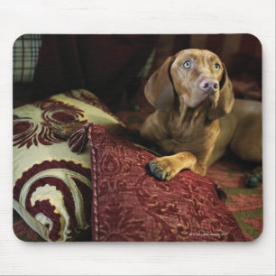 A dog lying on pillows. mouse pad
