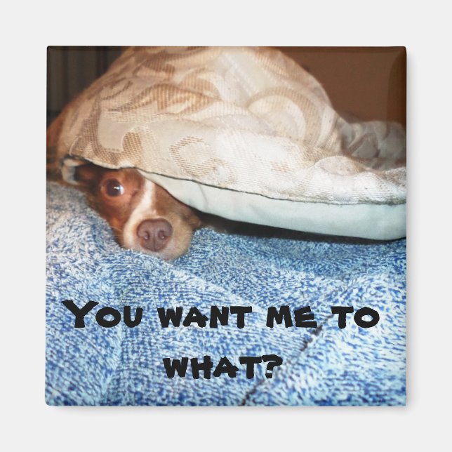 A dog named Mia Magnet (Front)