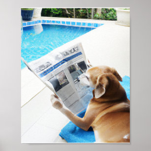 A dog reading a newspaper by the pool poster