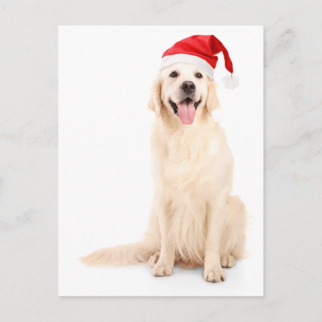 A Dog Wearing A Christmas Hat Holiday Postcard (Front)