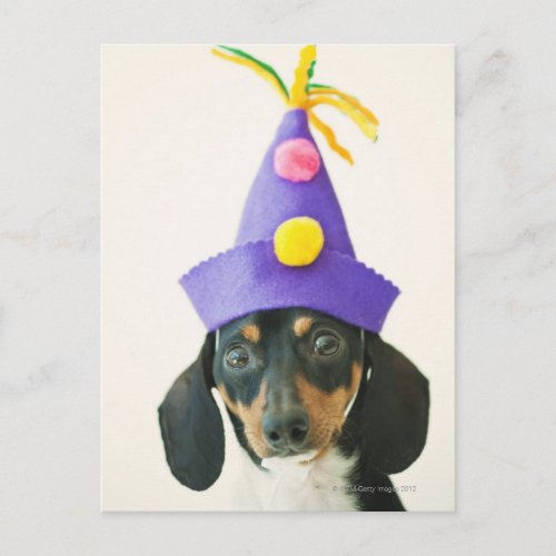 A dog wearing a funny hat postcard