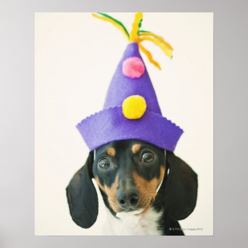 A dog wearing a funny hat poster - Animals->Dog
