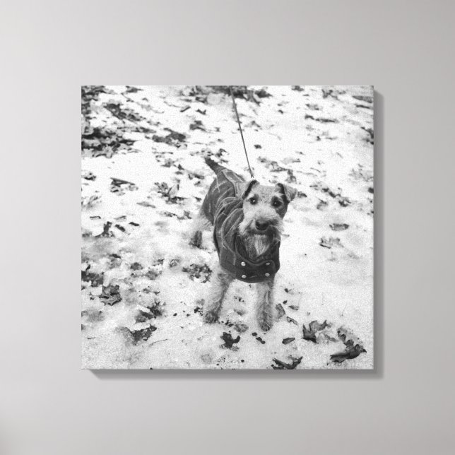 A dog wearing a jacket. canvas print (Front)