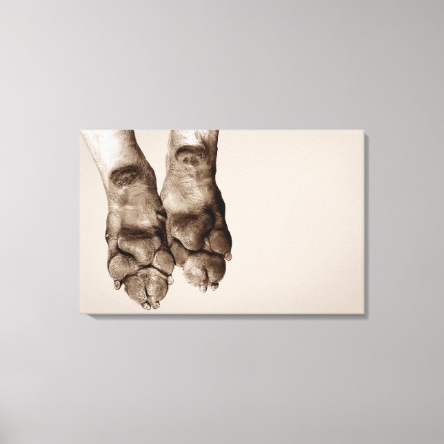 A dogs paws canvas print (Front)
