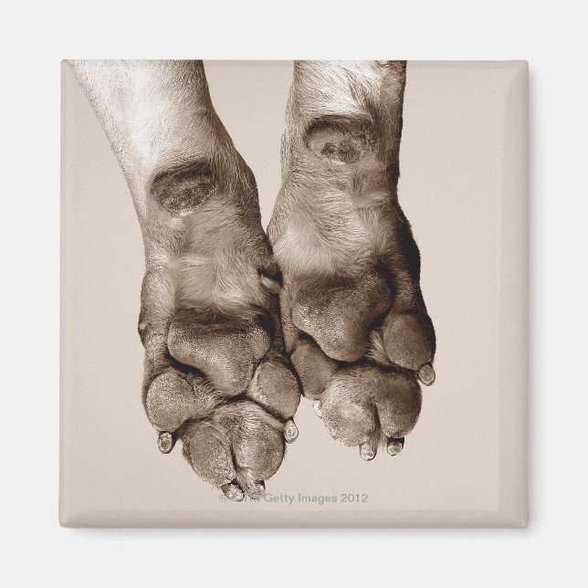 A dogs paws magnet (Front)