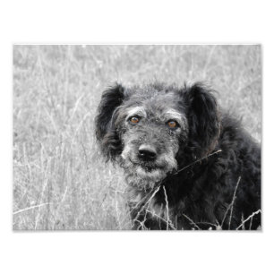 A dog's smile, dog photo, dog portrait photo print