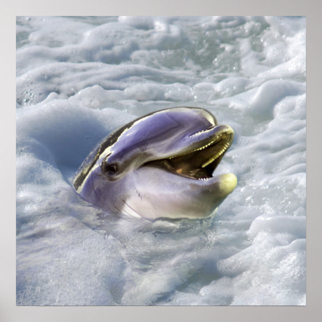 A dolphin's best smile poster (Front)