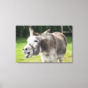 A donkey canvas print