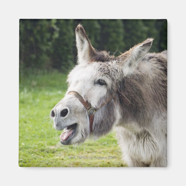 A donkey magnet (Front)