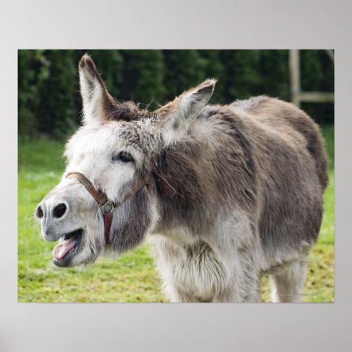 A donkey poster | Zazzle