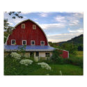 A Double Beauty - 8x10 Photo Print