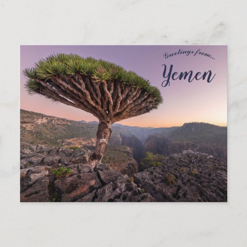 A Dragon Blood Tree in Socotra Yemen Postcard