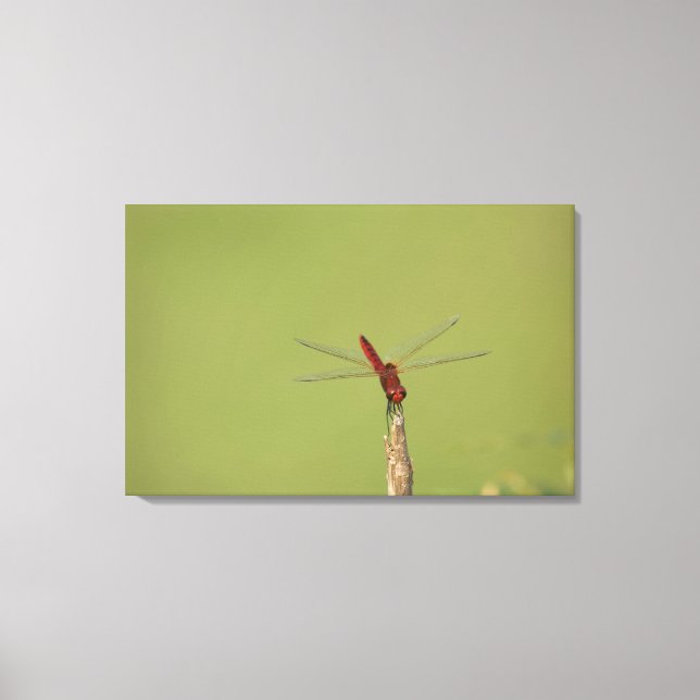 A Dragonfly rests momentarily on a dried weed Canvas Print (Front)