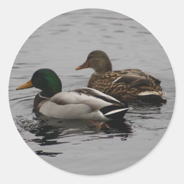 A Drake and a Hen Classic Round Sticker (Front)