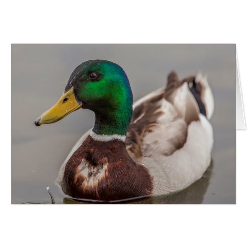 A Drake Mallard afloat in the waters of Lake