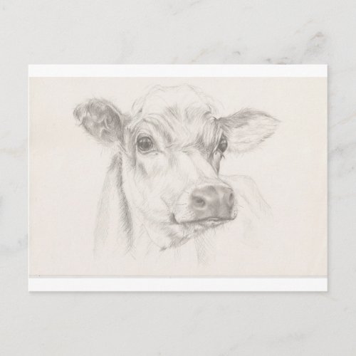 A drawing of a young cow postcard