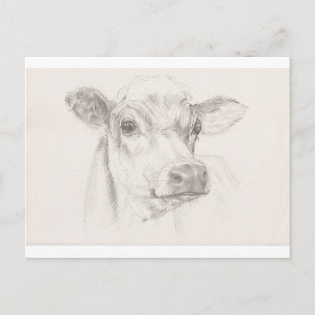 A drawing of a young cow postcard (Front)