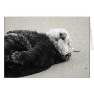 A dreaming sea otter cards