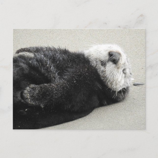 A dreaming sea otter postcard (Front)