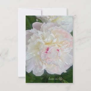 A Dreamy Blush Peony Note Card