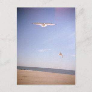 a dreamy image of seagulls flying at the beach postcard