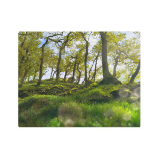 A Dreamy Whisper through the Trees Metal Print