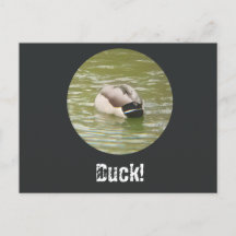 A Ducking Duck Postcard