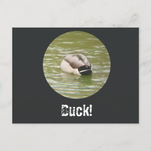 A Ducking Duck Postcard