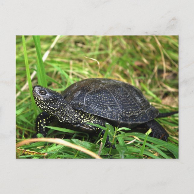 A European Pond Turtle Postcard (Front)