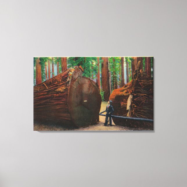 A Fallen Giant, Humboldt State Park Canvas Print (Front)