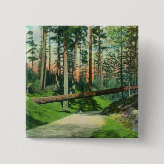 A Fallen Tree at Woodland Park Scene Pinback Button