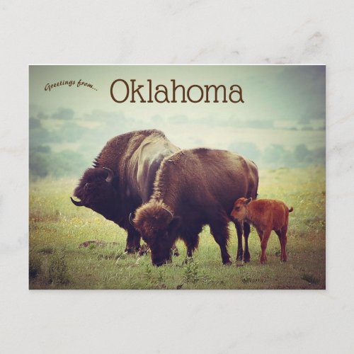 A Family of Bison in Oklahoma Postcard